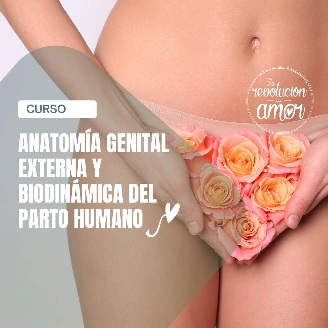 Anatomía genital externa y biodinámica del parto humano Anatomía genital externa y biodinámica del parto humano